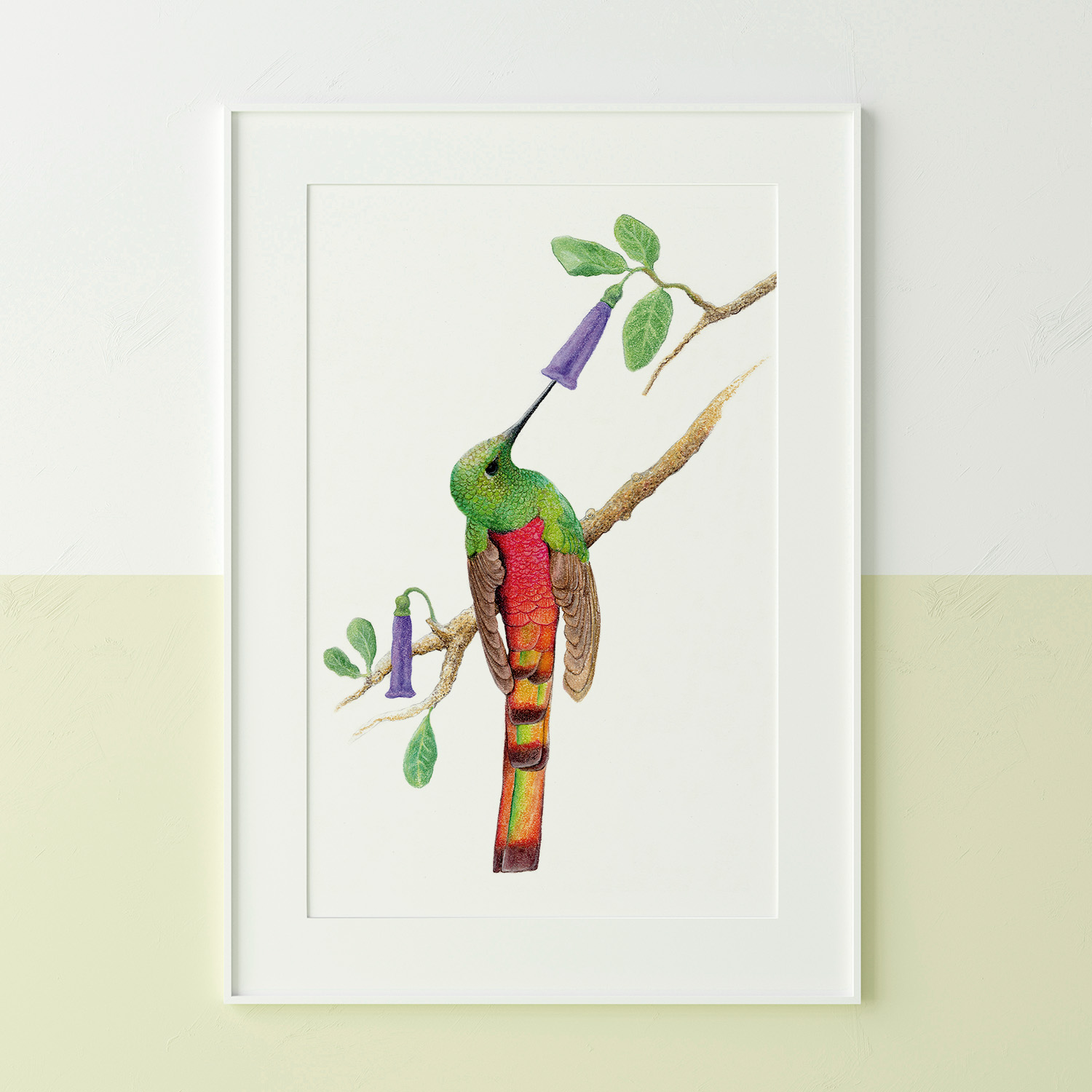 print of a Red-tailed Comet Hummingbird Jeanne Melchels