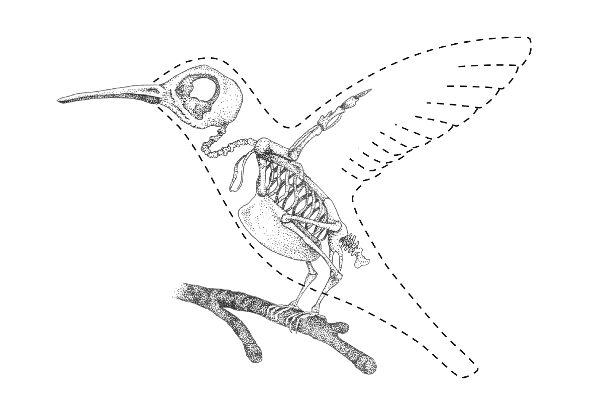 hummingbird anatony: bones