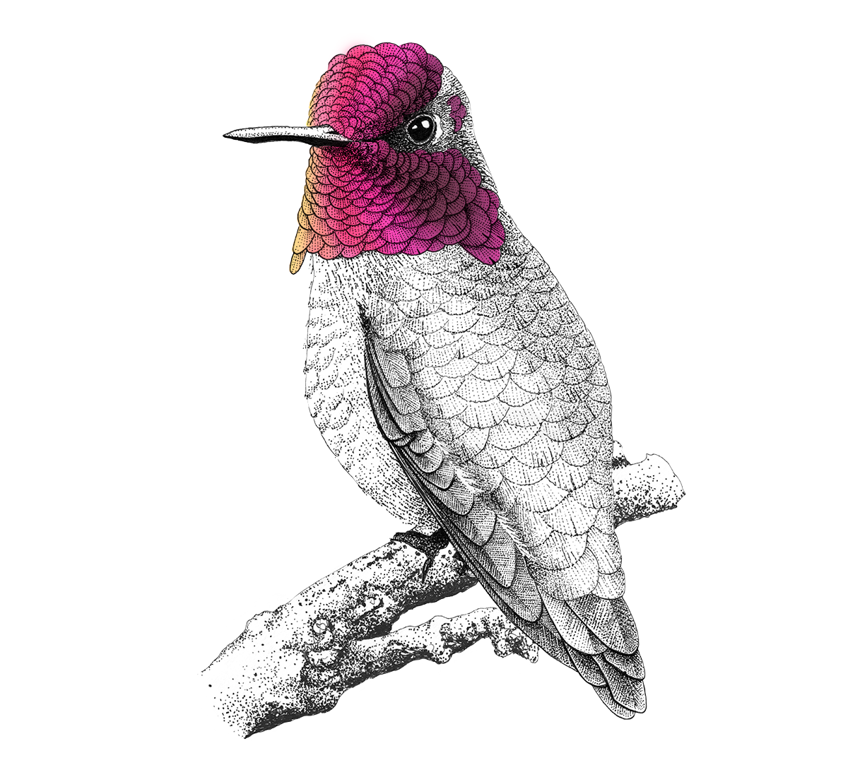 Anna's hummingbird illustration