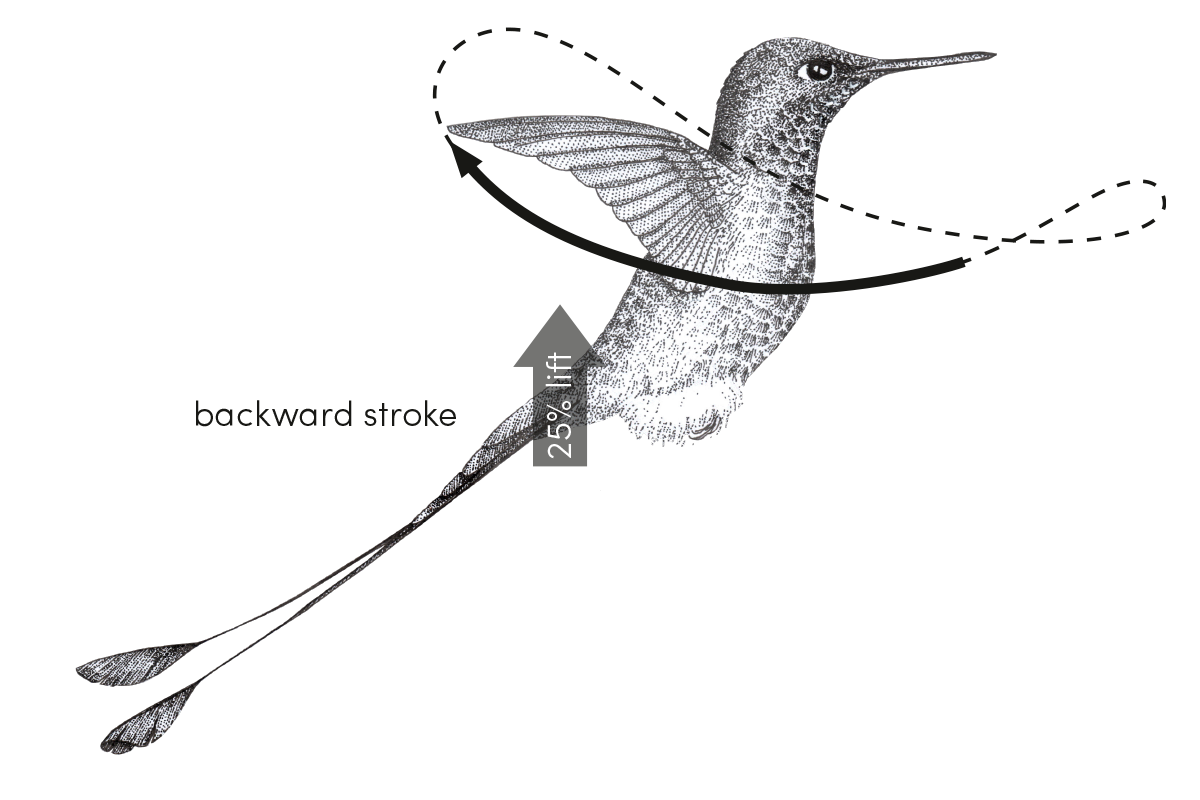 hummingbird lift on backward stroke