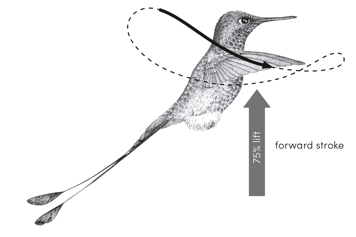 hummingbird lift on forward stroke
