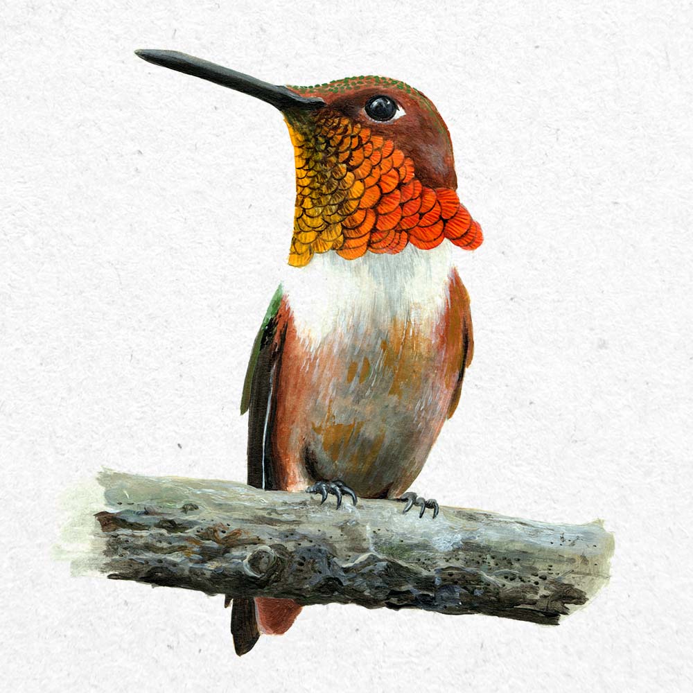acryl paint illustration • Allen's Hummingbird • Jeanne Melchels