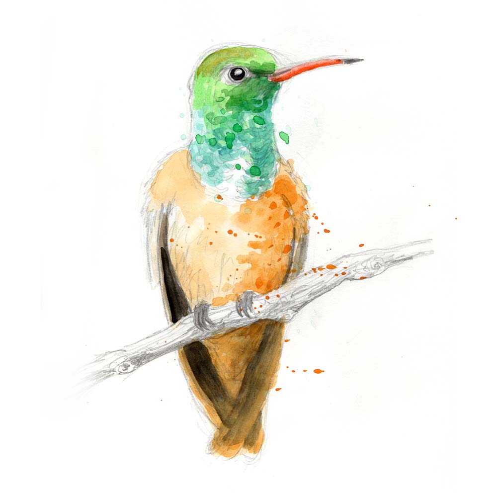 watercolor illustration Amazilia Hummingbird Jeanne Melchels