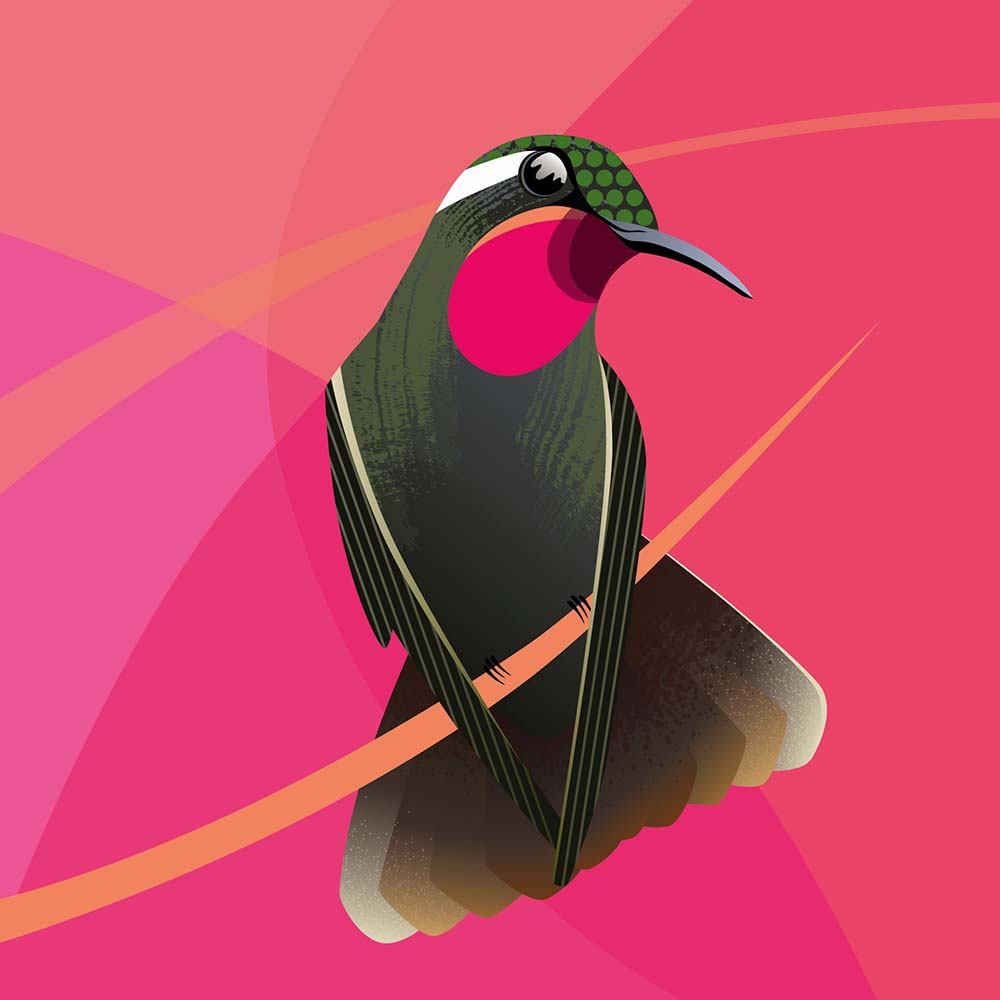 digital illustration Amethyst-throated Hummingbird Jeanne Melchels
