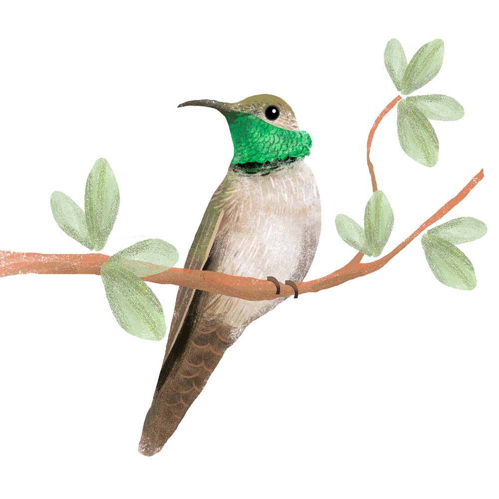 digital photoshop illustration Andean hillstar hummingbird Jeanne Melchels