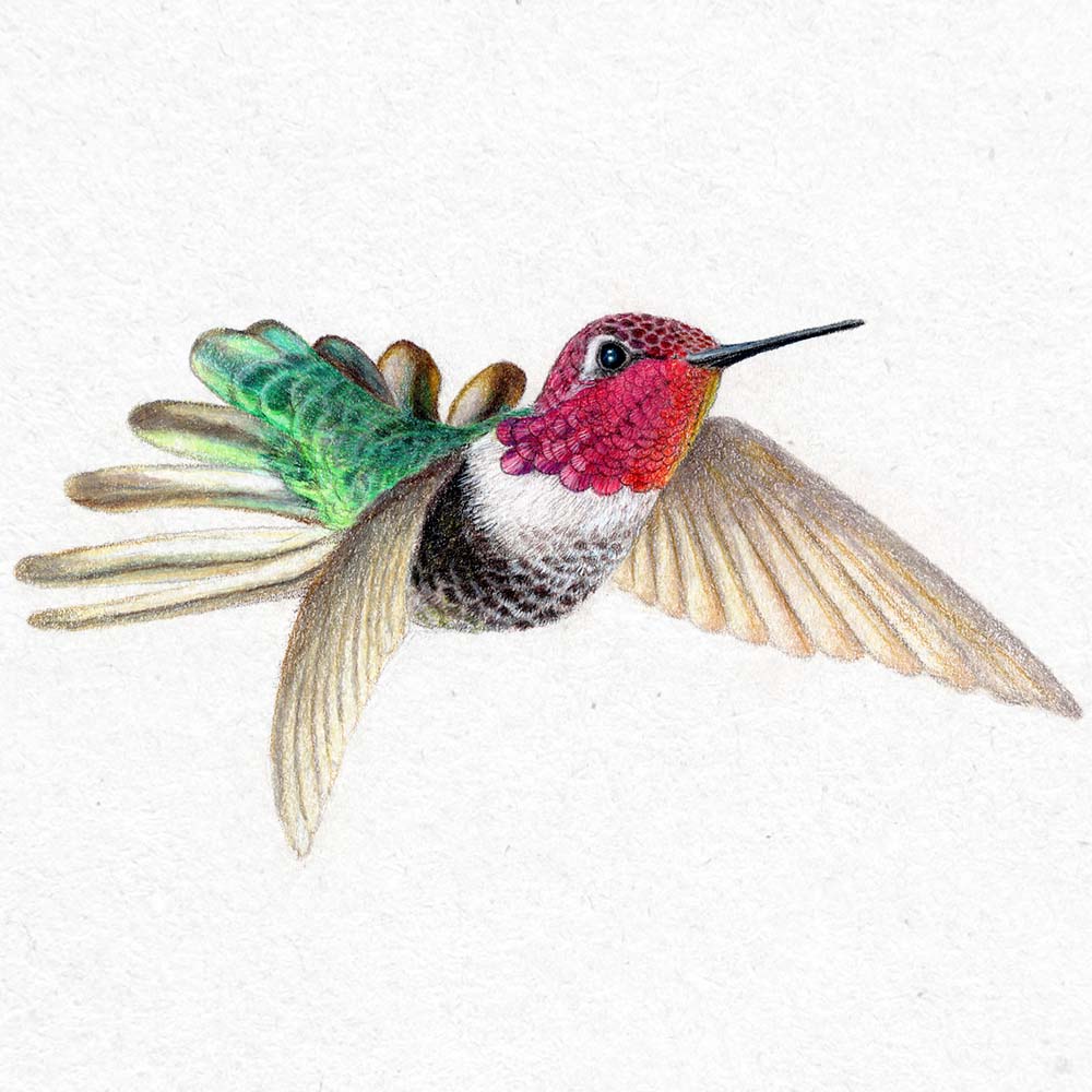 colored pencil illustration Anna's Hummingbird Jeanne Melchels