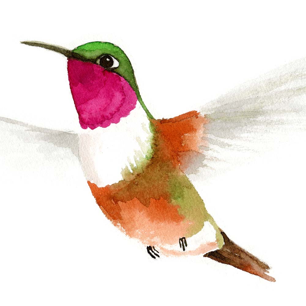 colored ink ecoline illustration Bahama Hummingbird Jeanne Melchels
