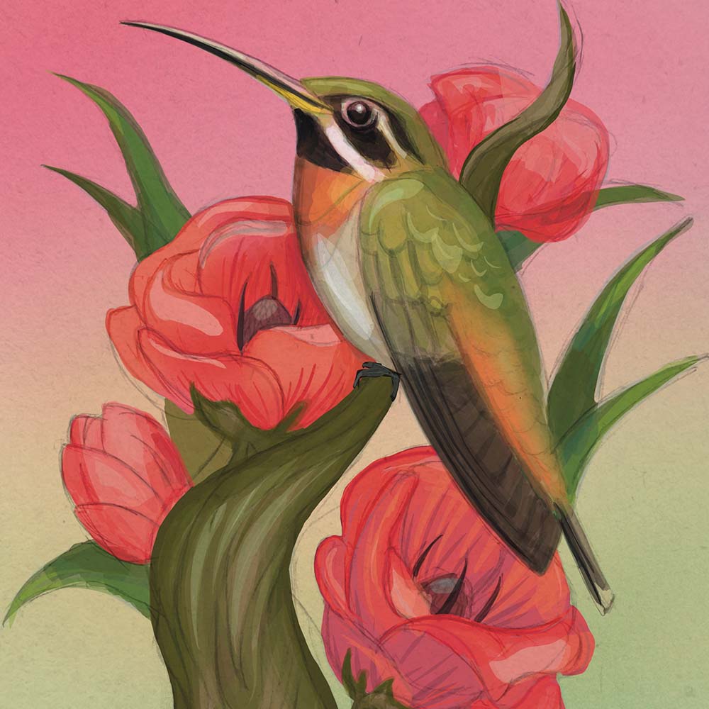 Band-tailed barb-throat hummingbird illustration Jeanne Melchels