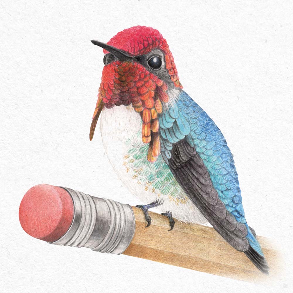 realistic colored pencil illustration Bee Hummingbird Jeanne Melchels
