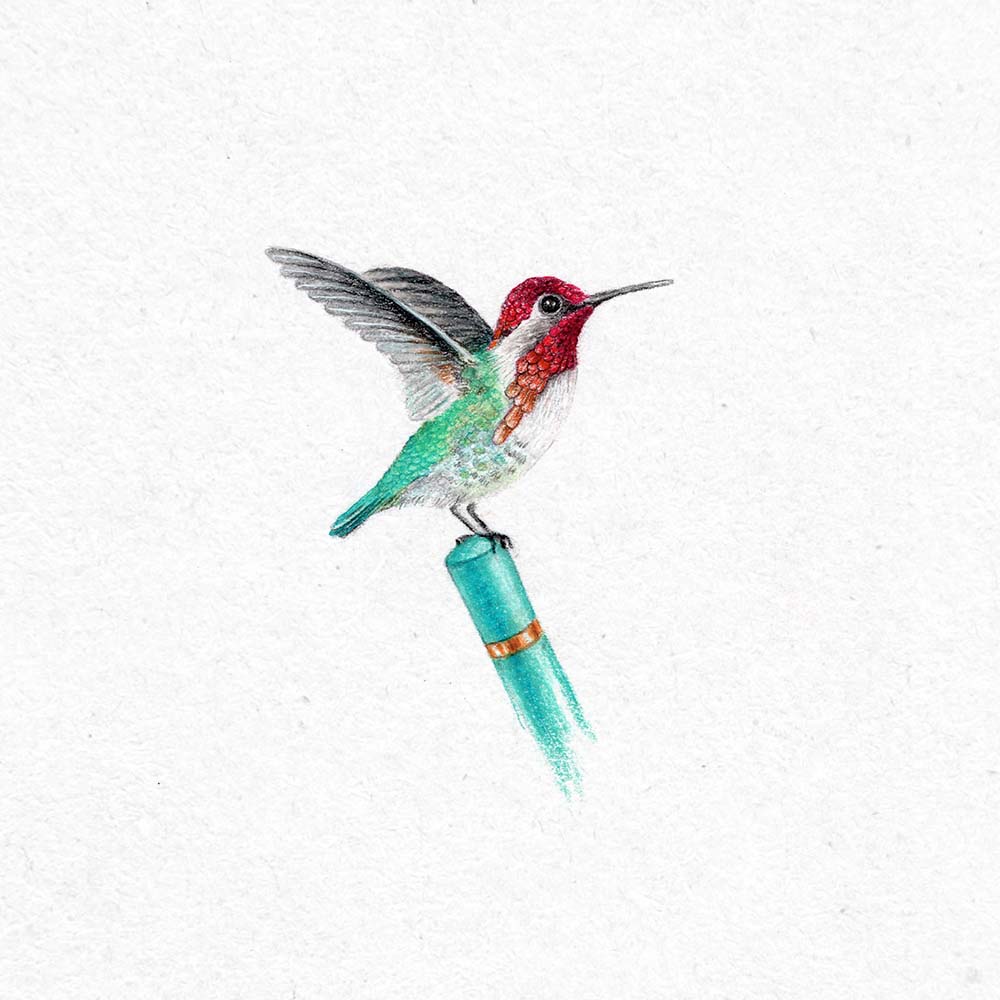 realistic colored pencil illustration Bee hummingbird Jeanne Melchels