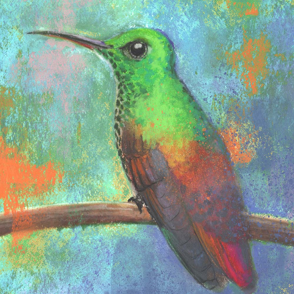 chalk pastel illustration Berylline hummingbird Jeanne Melchels