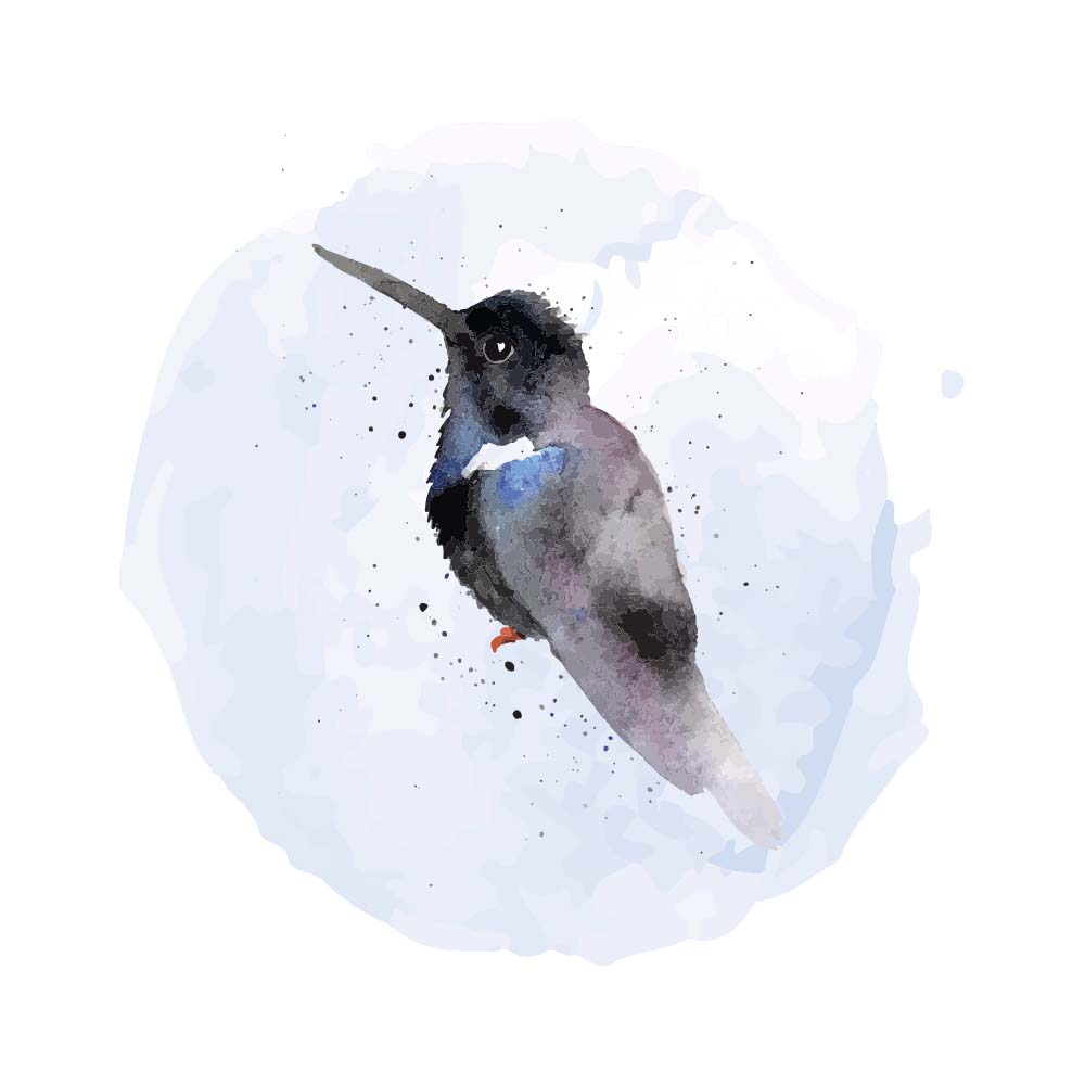 digital watercolor illustration Black ink Hummingbird Jeanne Melchels