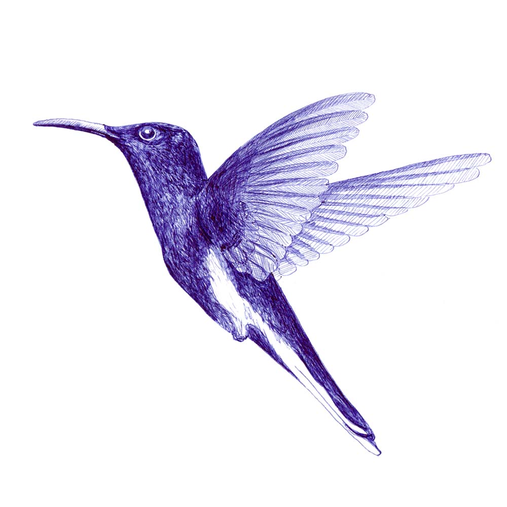 ballpoint pen illustration Black jacobin hummingbird Jeanne Melchels