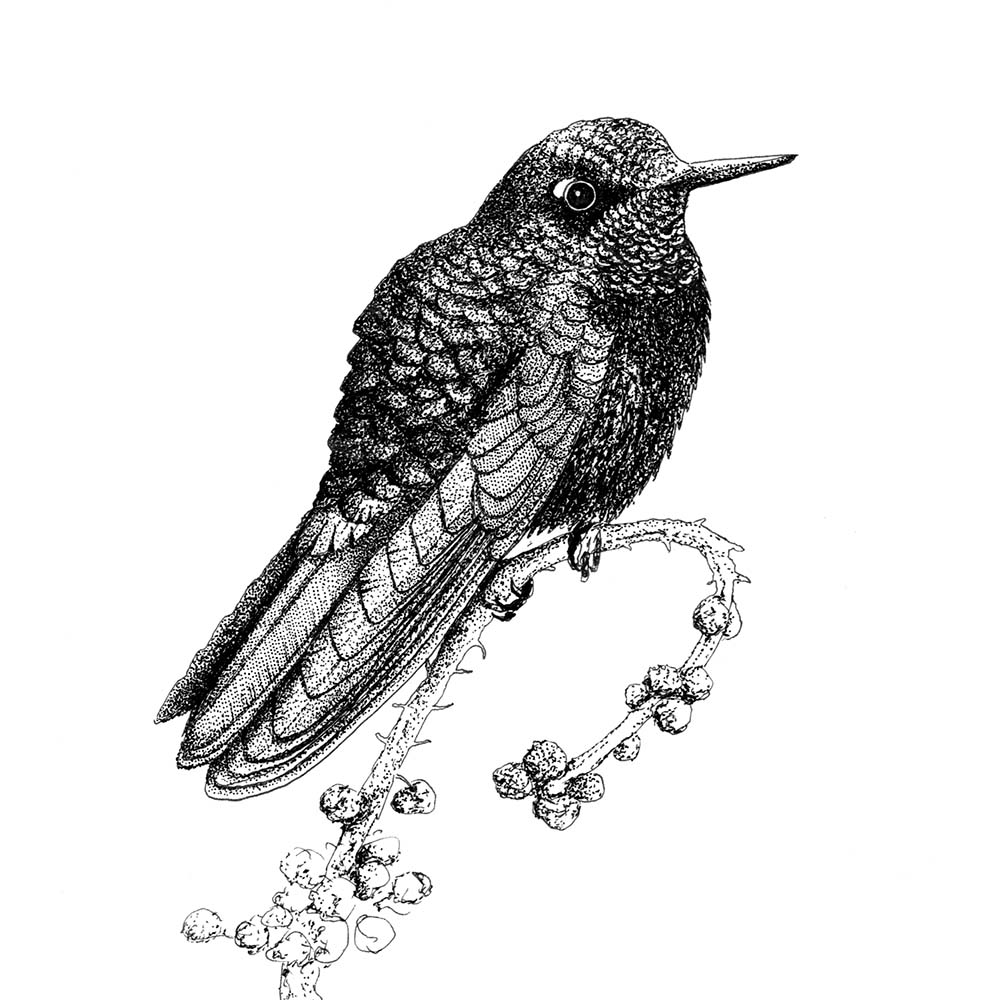 realistic fineliner pen illustration Black Metaltail Hummingbird Jeanne Melchels