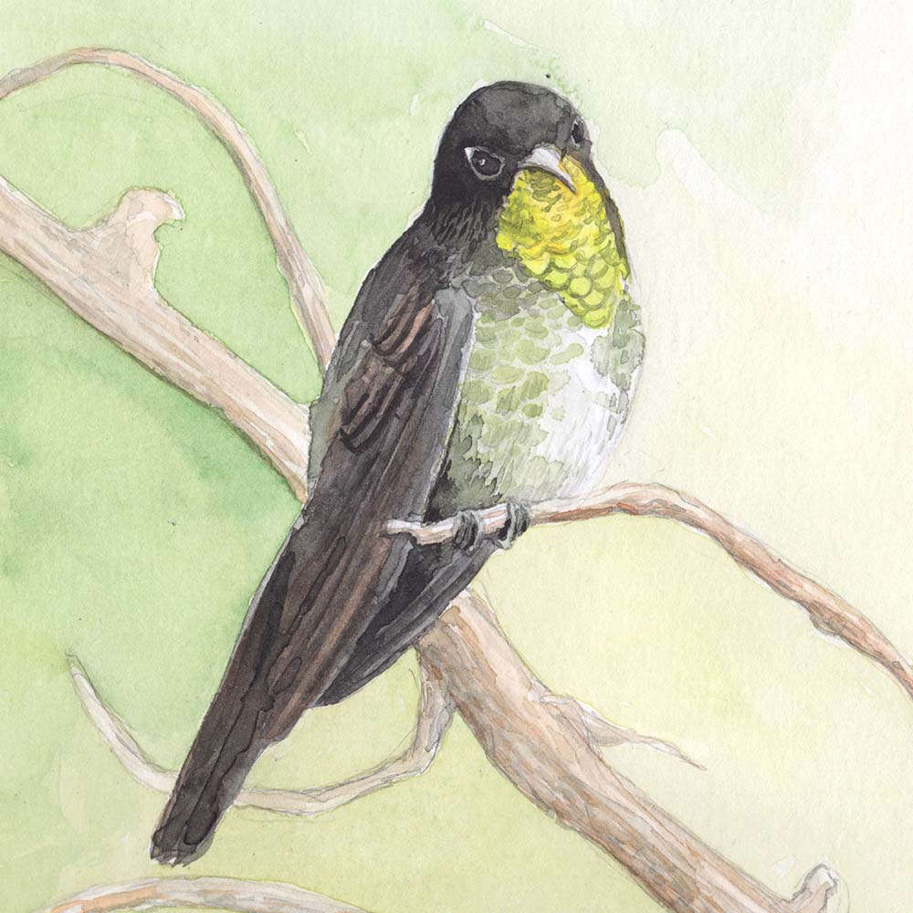 realistic watercolor illustration Black-backed thornbill hummingbird Jeanne Melchels