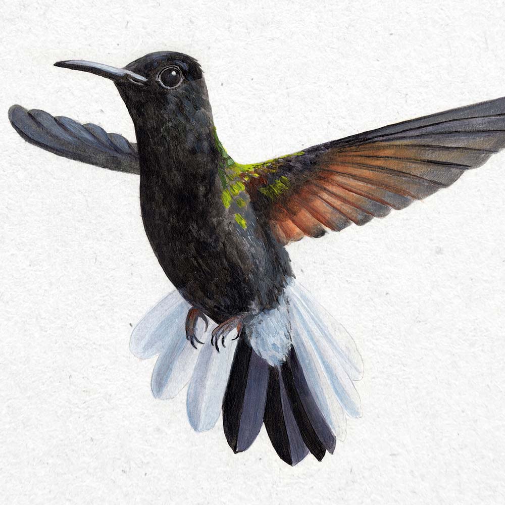 realistic acryl paint illustration Black-bellied Hummingbird Jeanne Melchels