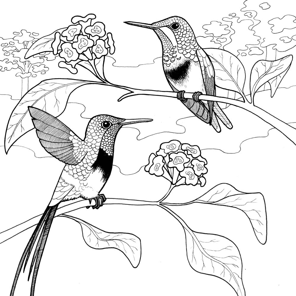 fineliner pen coloring page illustration Black-bellied Thorntail Hummingbird Jeanne Melchels