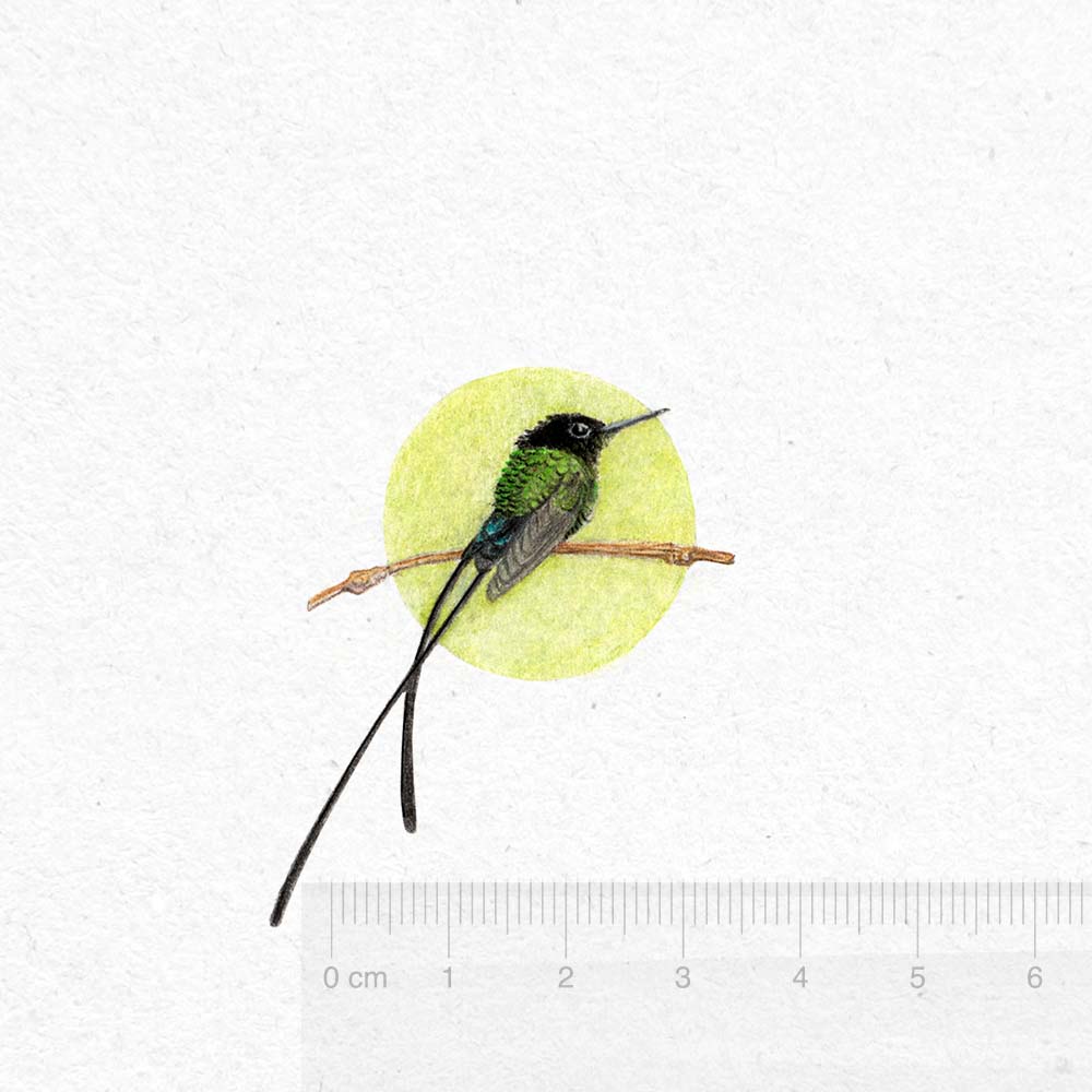 colored pencils miniature illustration Black-billed streamertail Hummingbird Jeanne Melchels