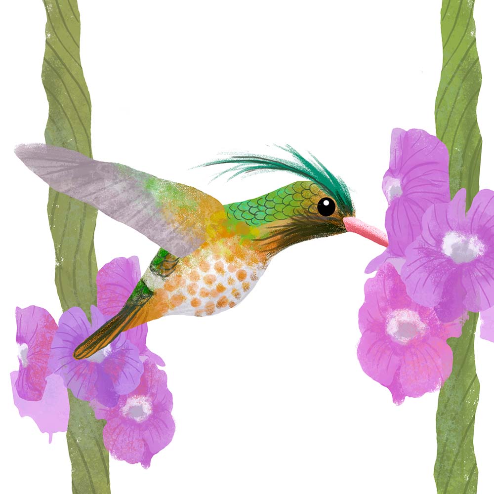 digital photoshop illustration Black-crested coquette hummingbird Jeanne Melchels
