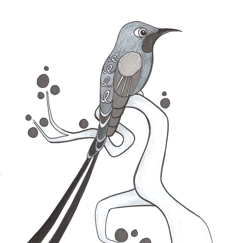 marker illustration Black-tailed trainbearer hummingbird Jeanne Melchels
