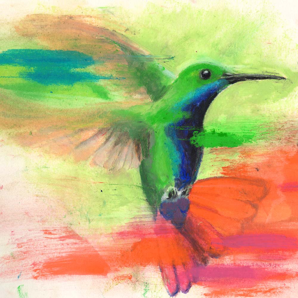 oil pastel illustration Black-throated mango hummingbird Jeanne Melchels