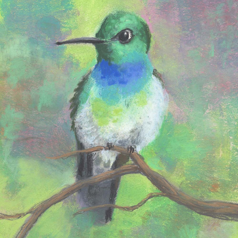 chalk pastel illustration Blue-chested hummingbird Jeanne Melchels