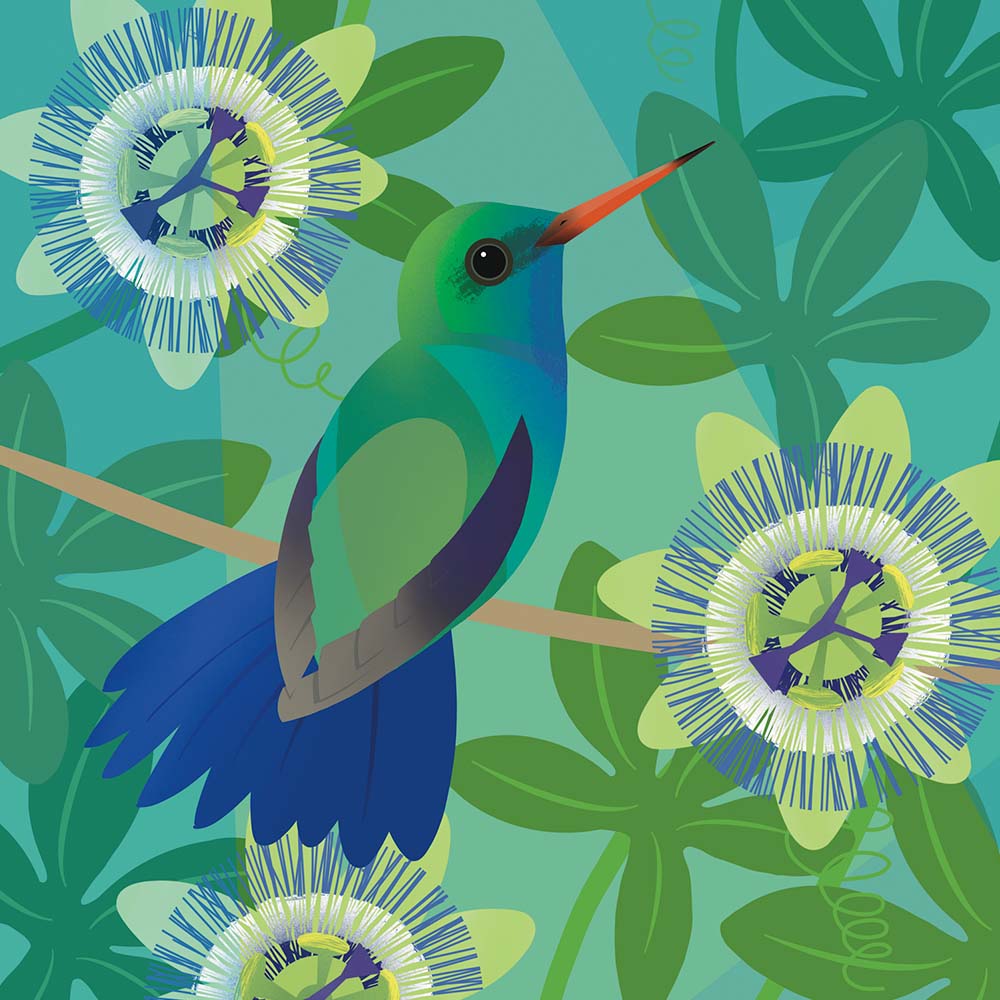 digital illustration Blue-chinned Emerald or Blue-chinned Sapphire Hummingbird Jeanne Melchels