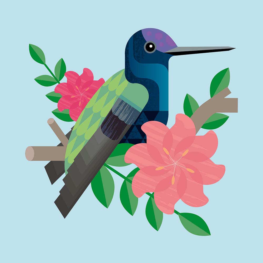 digital retro mid century style illustration Blue-fronted lancebill hummingbird Jeanne Melchels
