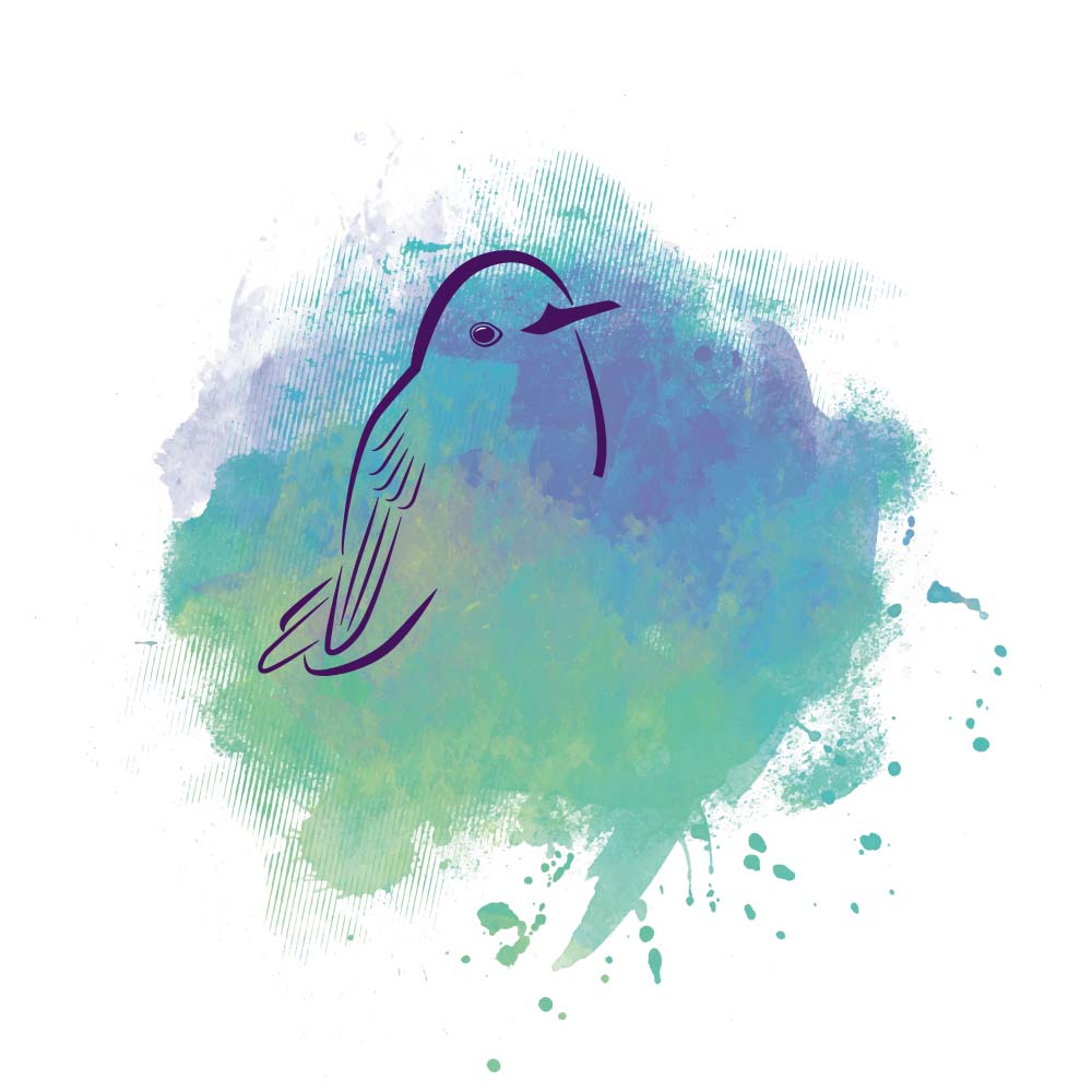 digital illustration Blue-headed Hummingbird Jeanne Melchels