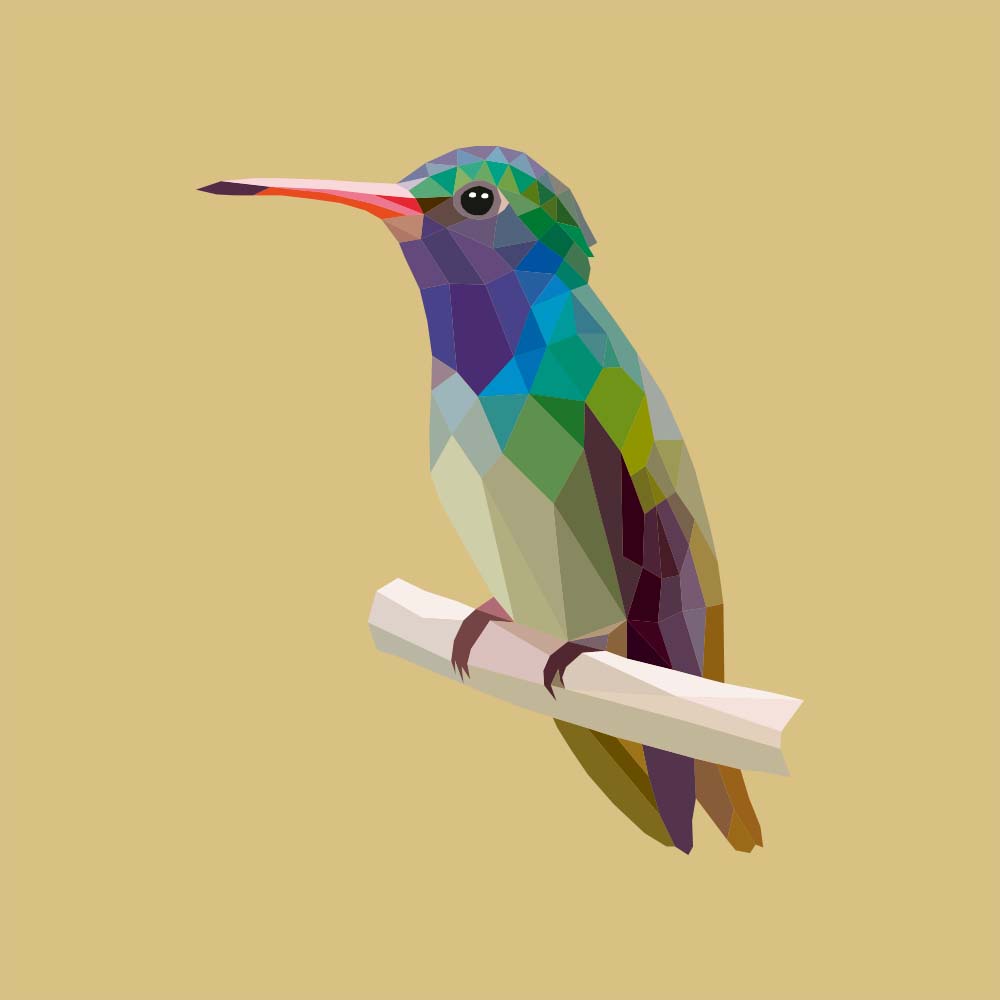 digital illustration Blue-throated goldentail hummingbird Jeanne Melchels