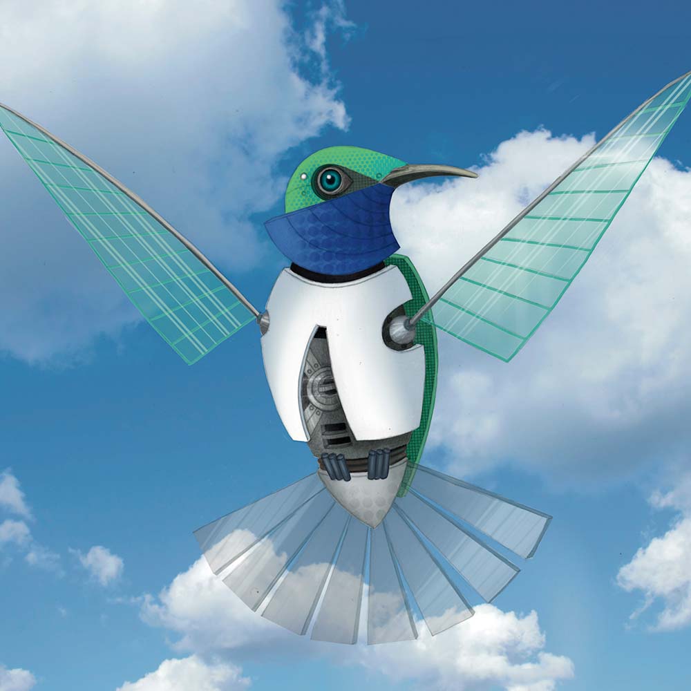 digital procreate illustration Blue-throated hillstar hummingbird Jeanne Melchels