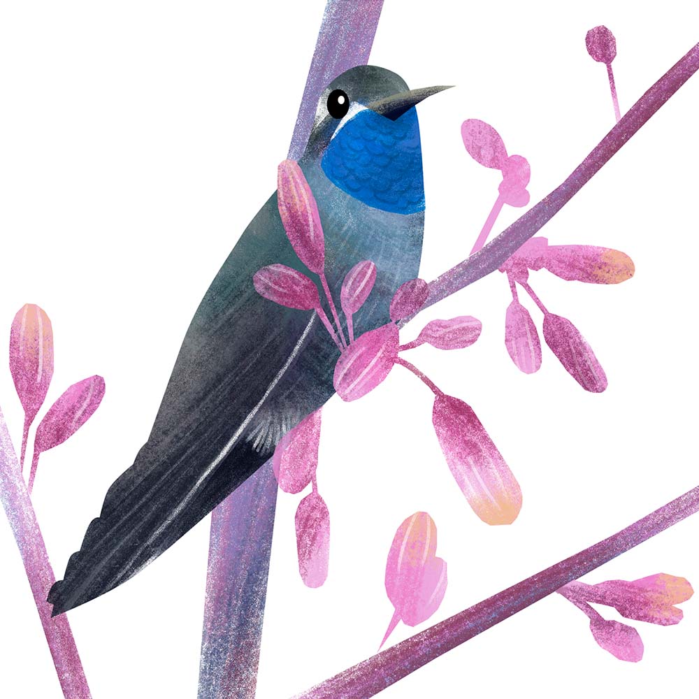 digital photoshop illustration Blue-throated hummingbird Jeanne Melchels