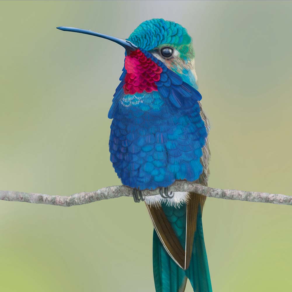realistic pecil illustration with Photoshop coloring Blue-tufted starthroat Hummingbird Jeanne Melchels
