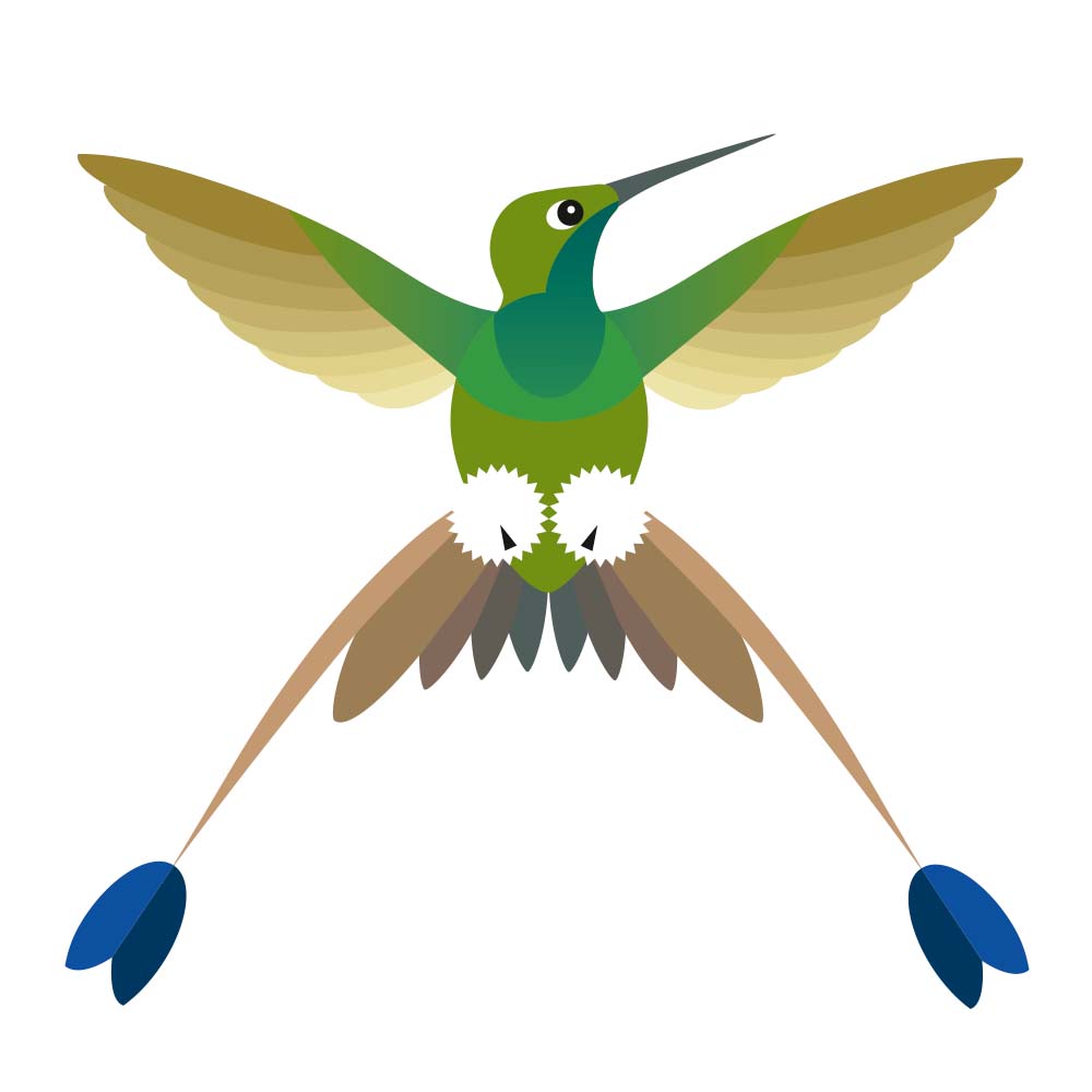 digital icon illustration Booted racket-tail Hummingbird Jeanne Melchels