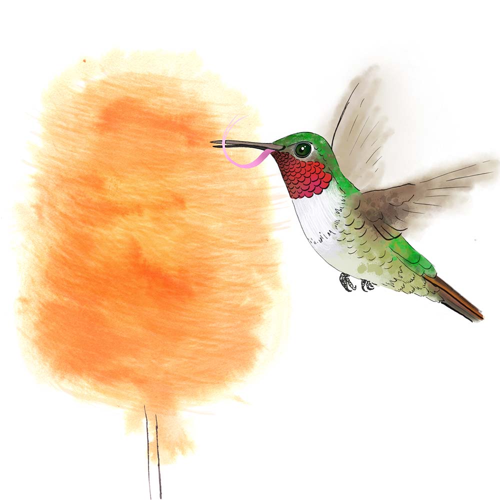 ecoline ink and digital Procreate illustration  Broad-tailed Hummingbird Jeanne Melchels