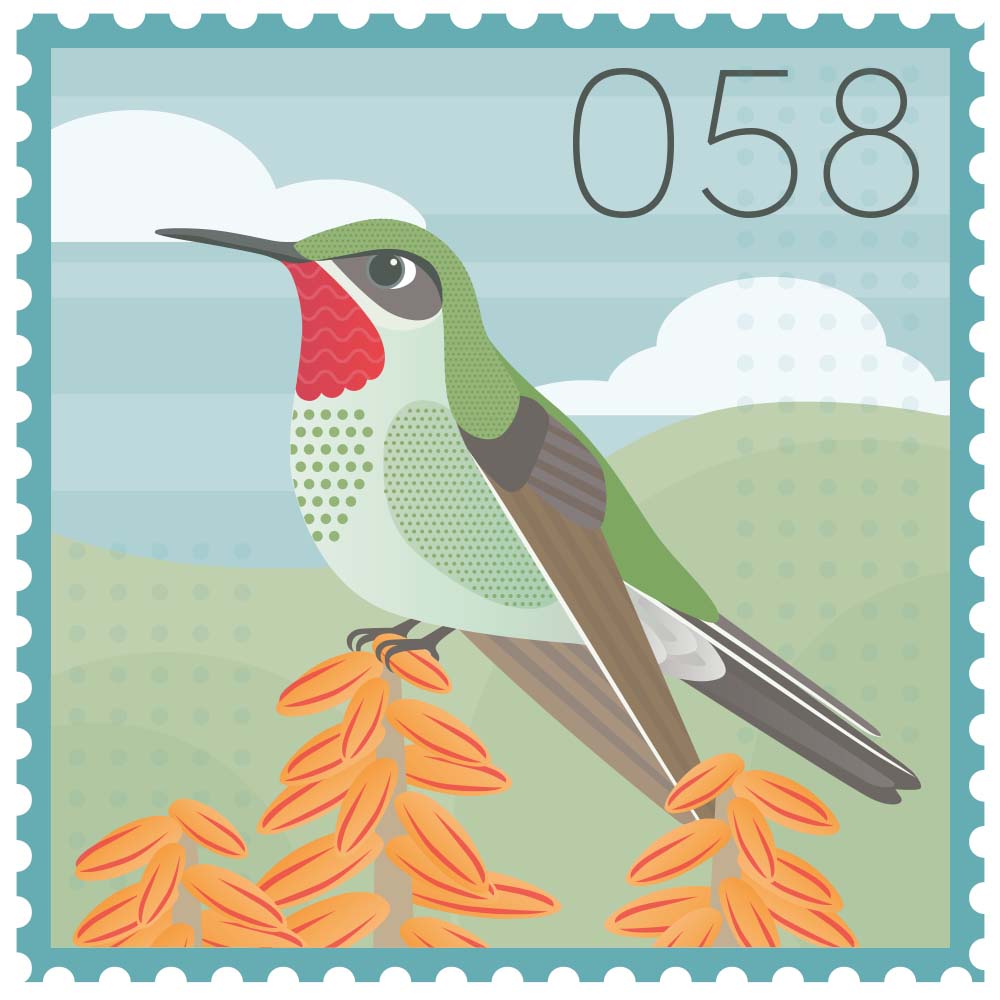 digital illustration stamp Bronze-tailed Comet Hummingbird Jeanne Melchels
