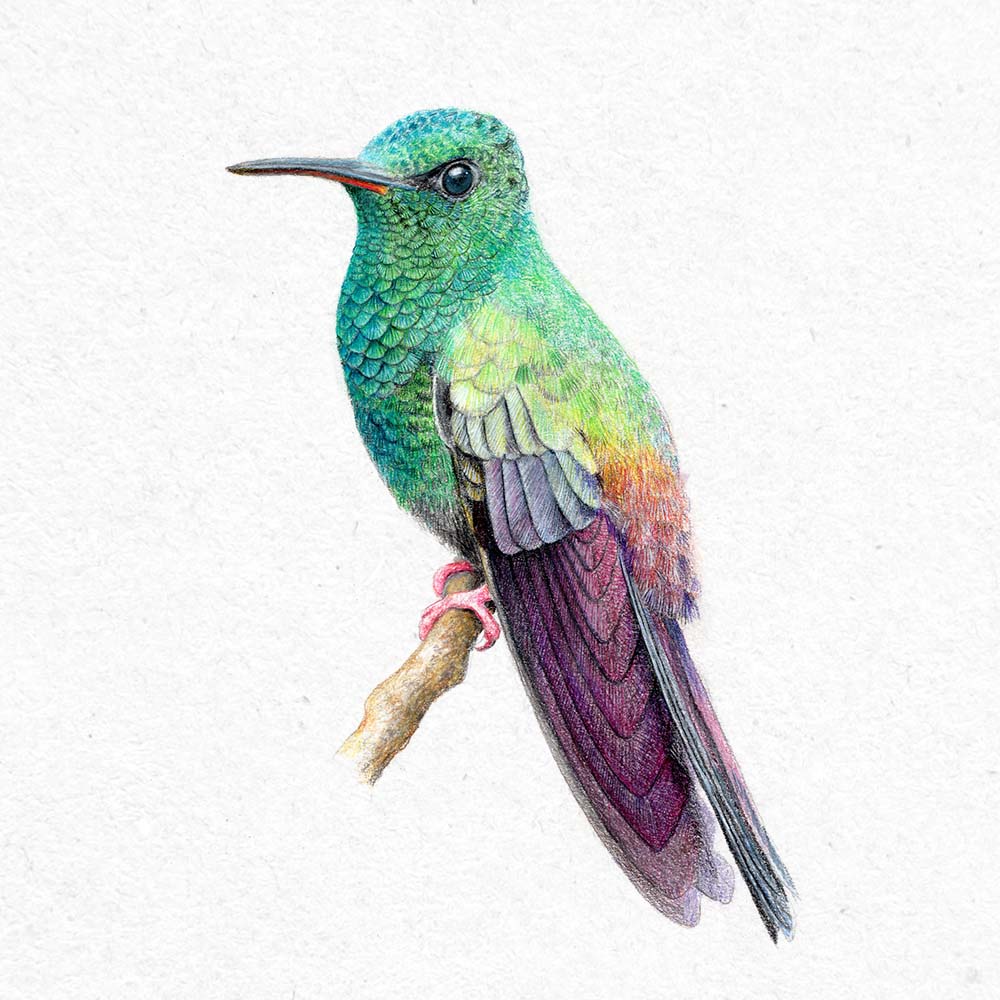 realistic colored pencil illustration Bronze-tailed plumeteer Hummingbird Jeanne Melchels