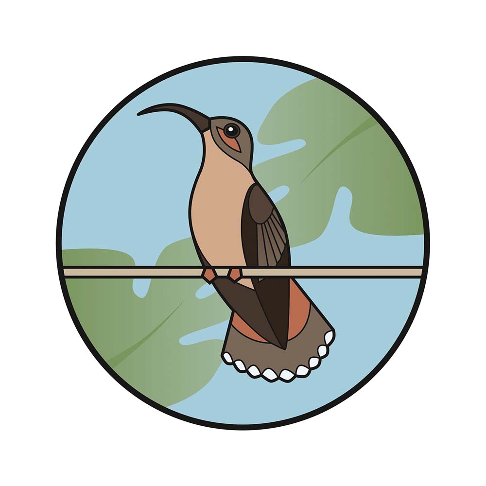 digital icon illustration Bronzy Hermit Hummingbird Jeanne Melchels