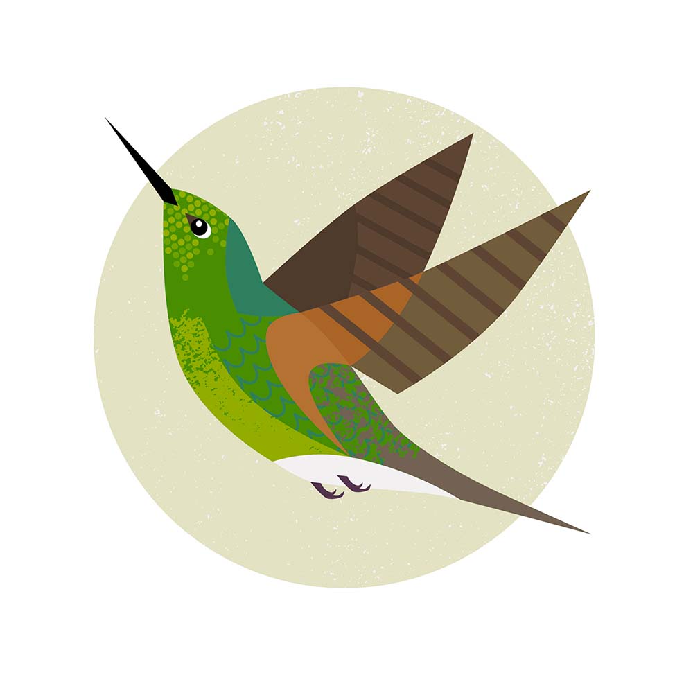 digital retro mid century style illustration Buff-tailed Coronet Hummingbird Jeanne Melchels