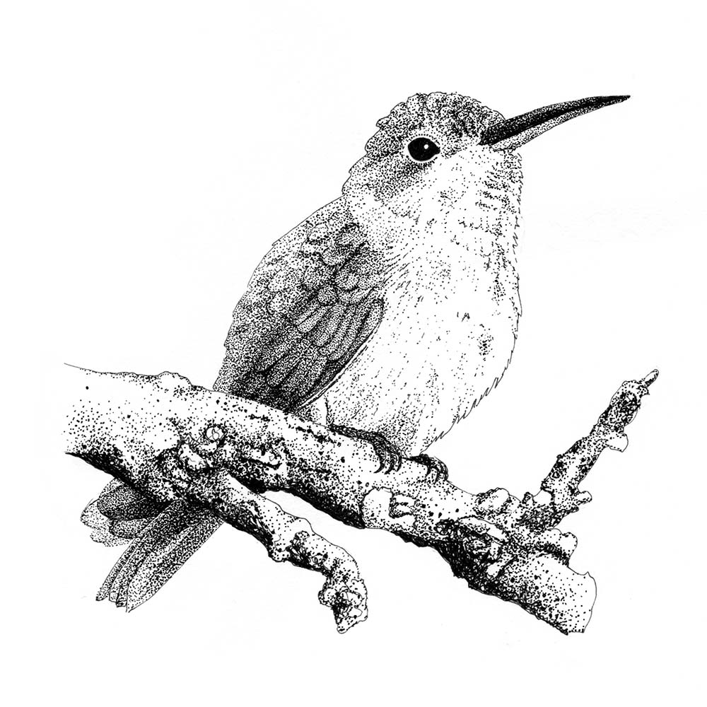 realistic fineliner pen illustration Buffy hummingbird Jeanne Melchels