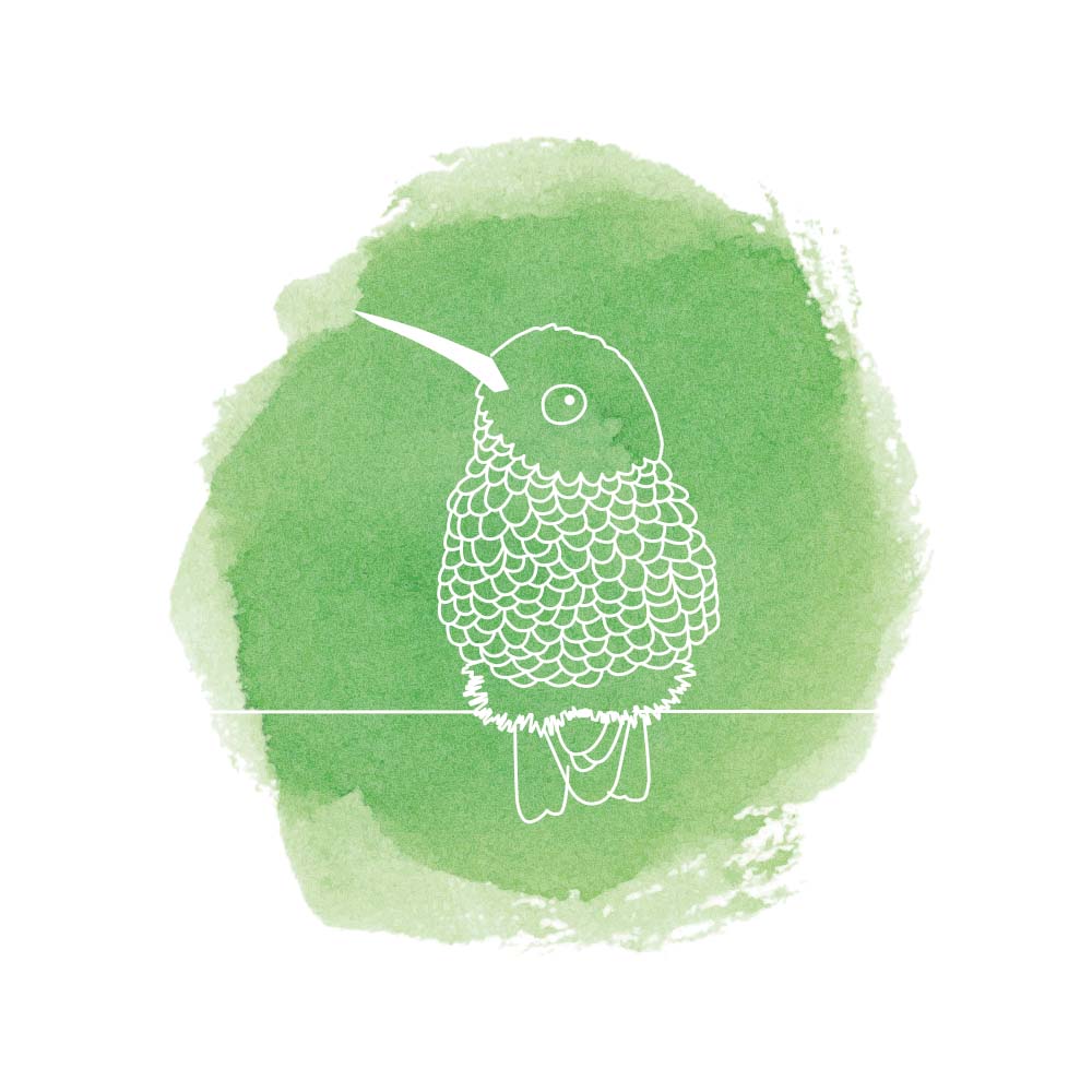 digital illustration Canivet's Emerald Hummingbird Jeanne Melchels
