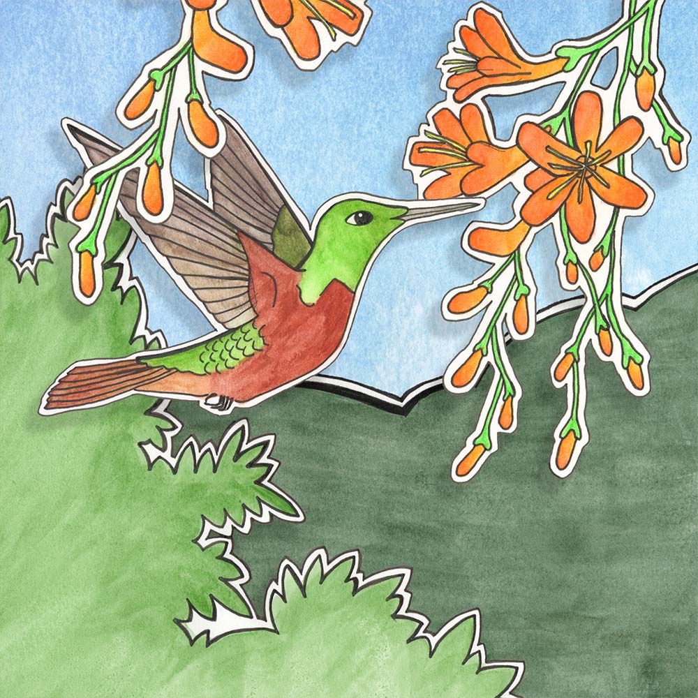 mixed media illustration Pink-throated brilliant hummingbird Jeanne Melchels