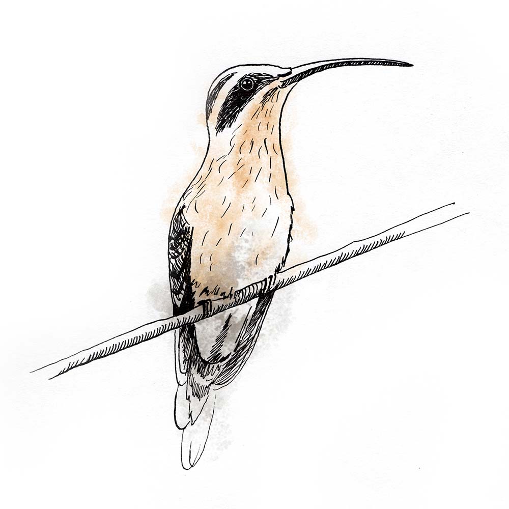 indian ink and Photoshop illustration Cinnamon-throated hermit hummingbird Jeanne Melchels