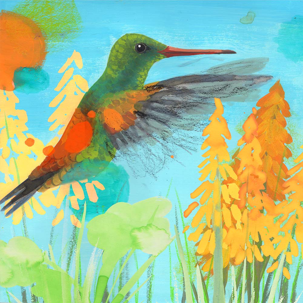 mixed media illustration Copper-rumped hummingbird Jeanne Melchels