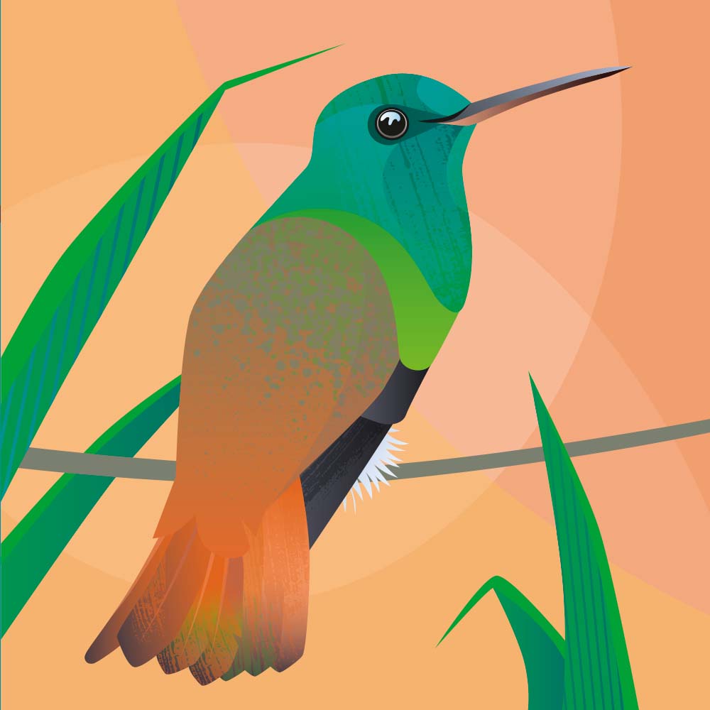 digital illustration Copper-tailed Hummingbird Jeanne Melchels