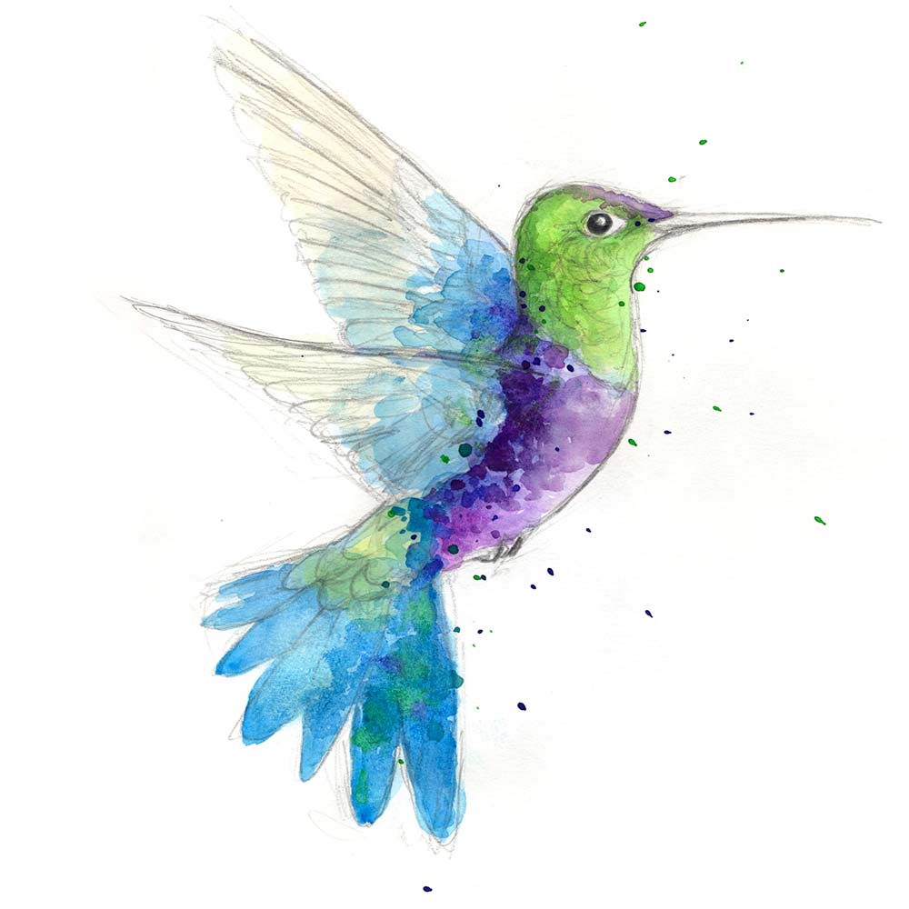 watercolor illustration Crowned Woodnymph Hummingbird Jeanne Melchels