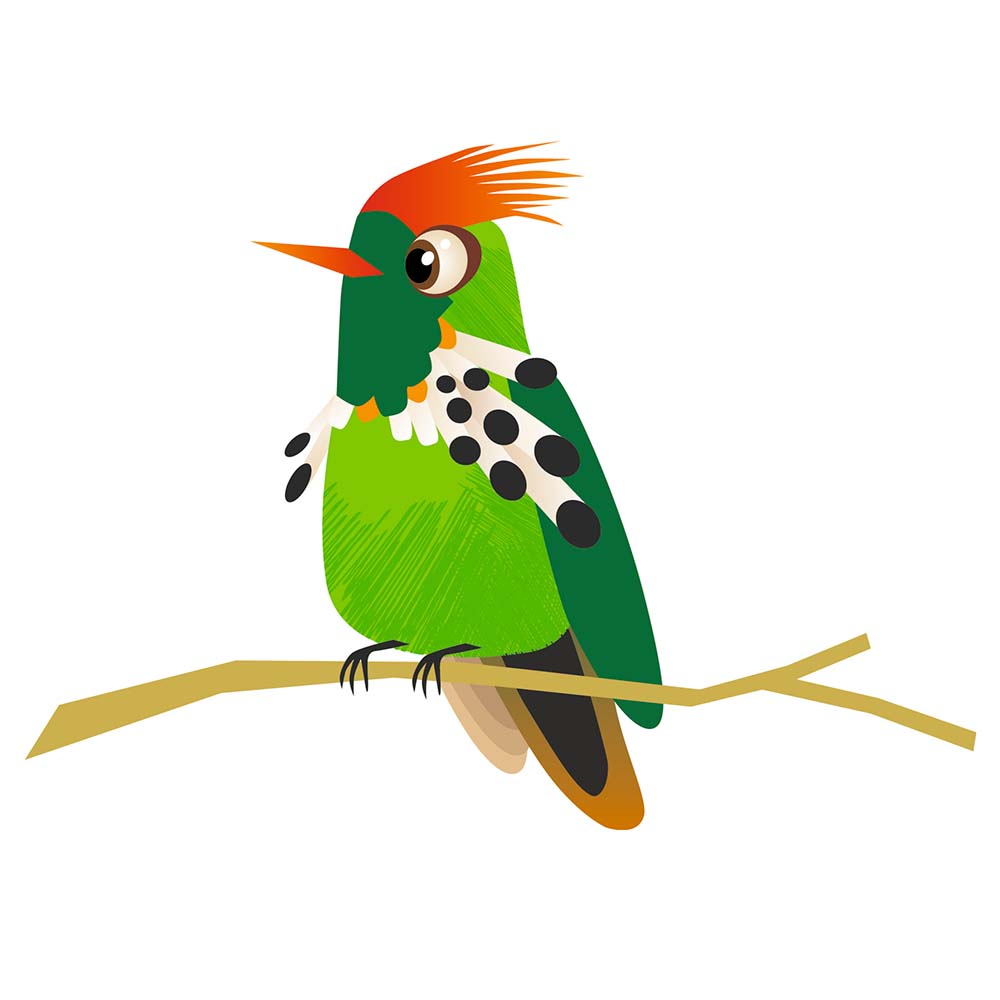 digital illustration Dot-eared coquette hummingbird Jeanne Melchels