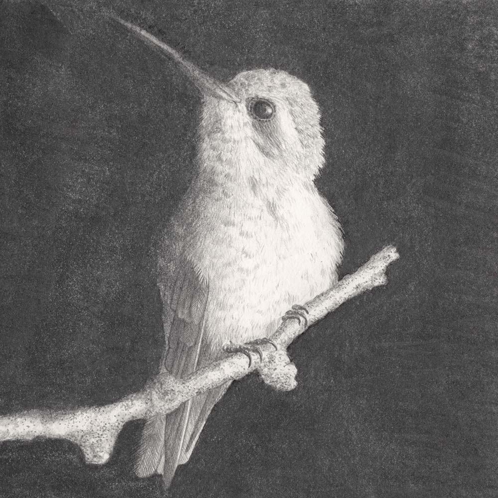 charcoal and graphite illustration Dusky hummingbird Jeanne Melchels
