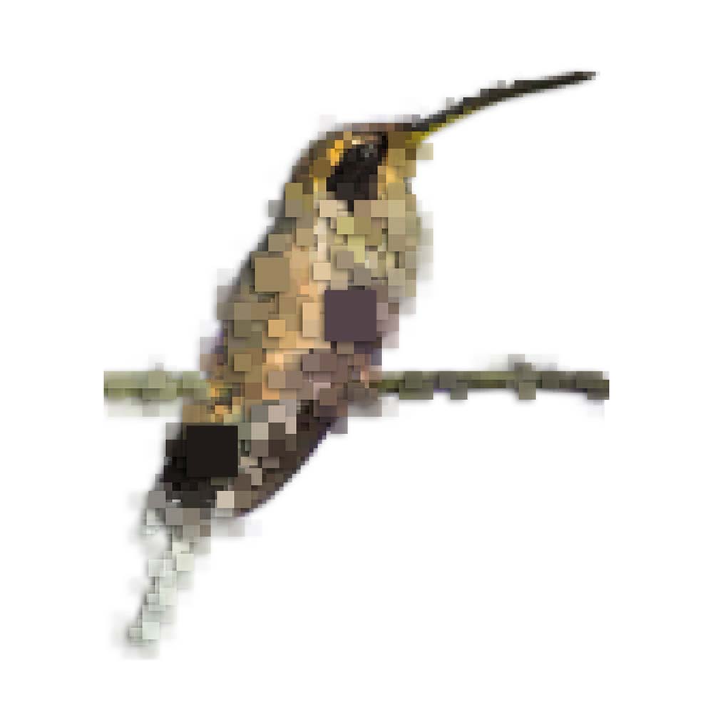 digital photoshop pixel illustration Dusky-throated Hermit Hummingbird Jeanne Melchels