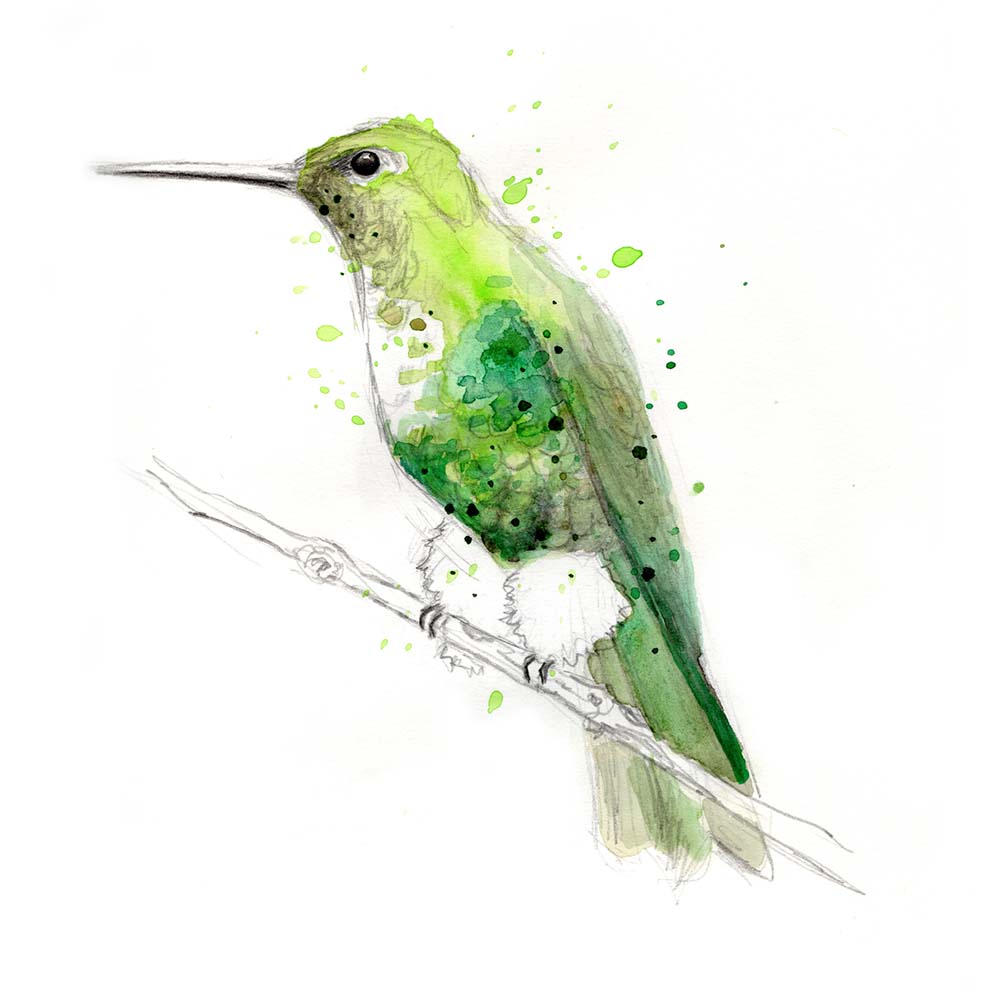 watercolor illustration Emerald-bellied Puffleg Hummingbird Jeanne Melchels